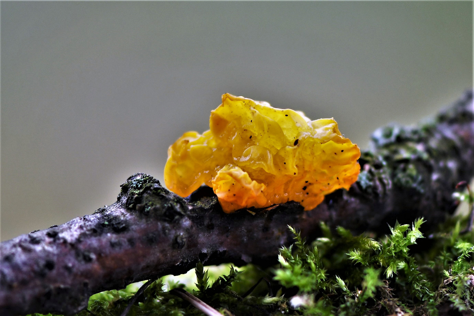 Goldgelber Zitterling (Tremella mesenterica)