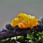 Goldgelber Zitterling (Tremella mesenterica)