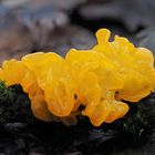 Goldgelber Zitterling (Tremella mesenterica)