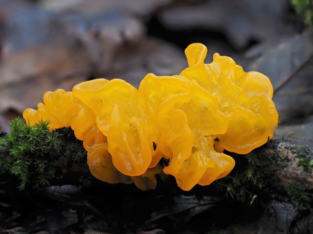 Goldgelber Zitterling (Tremella mesenterica)