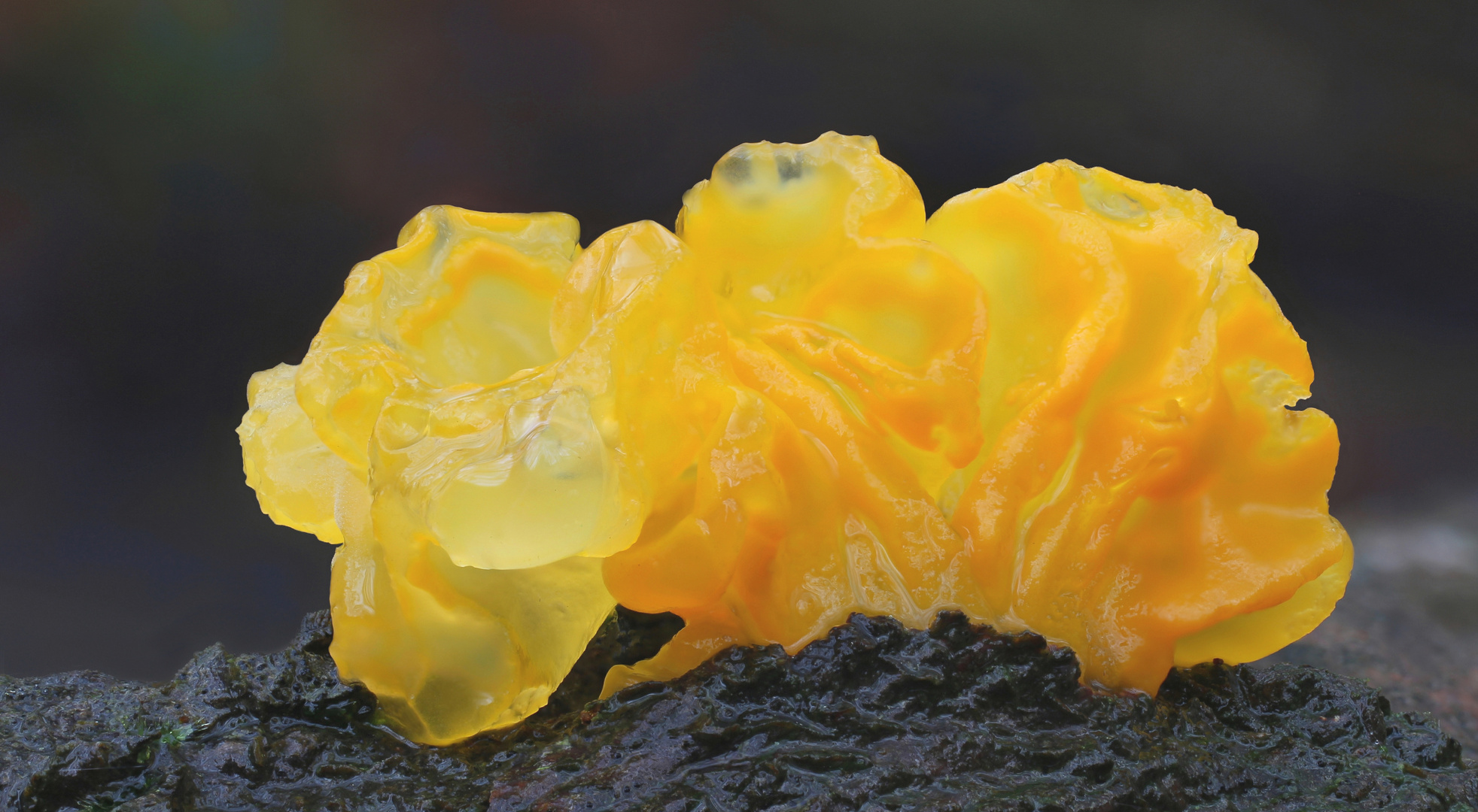 Goldgelber Zitterling (Tremella mesenterica)