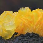 Goldgelber Zitterling (Tremella mesenterica)