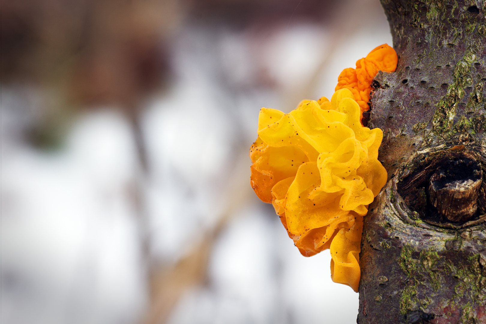 Goldgelber Zitterling (Tremella mesenterica)