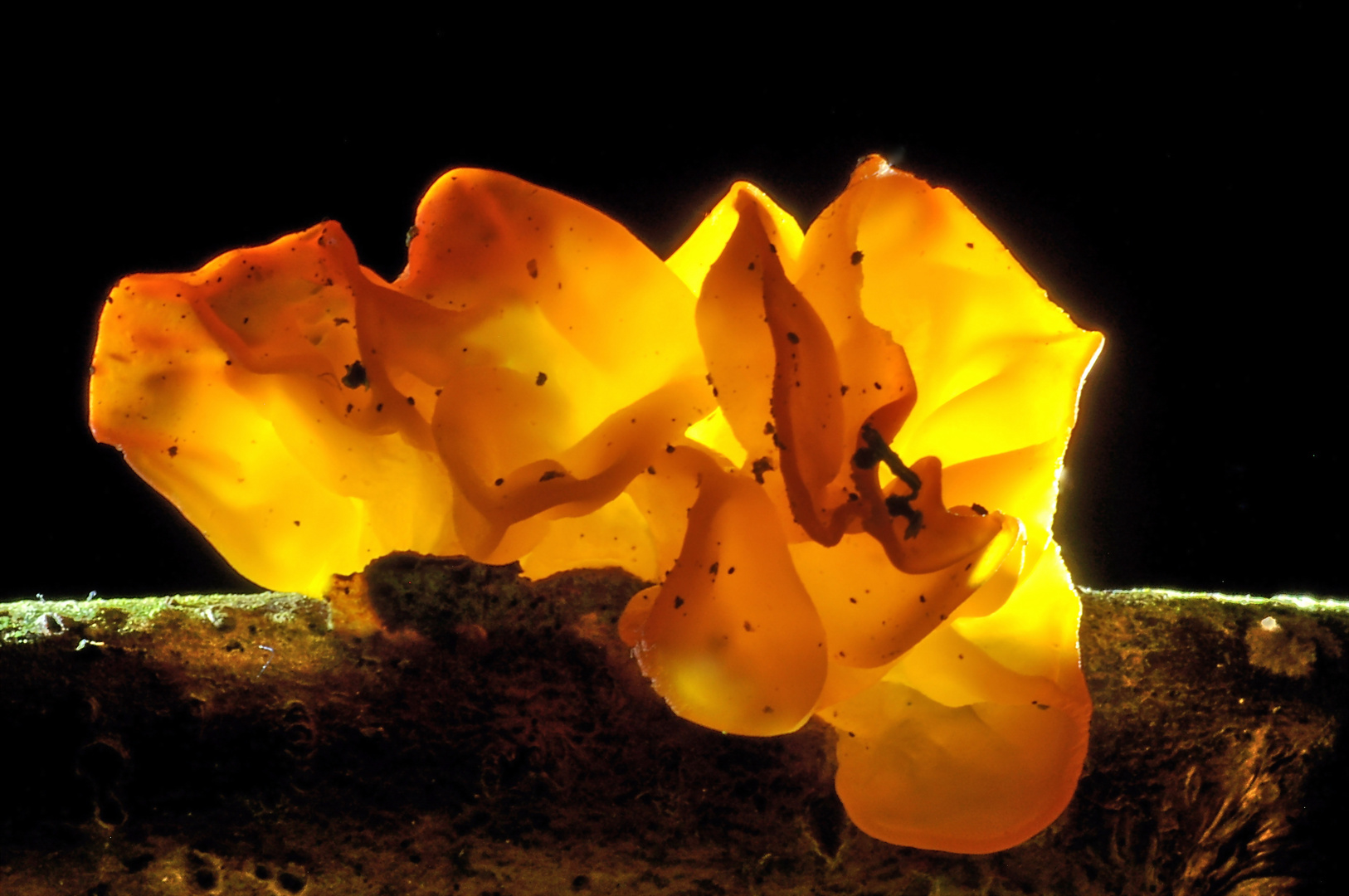 Goldgelber Zitterling, Tremella mesenterica