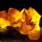 Goldgelber Zitterling, Tremella mesenterica