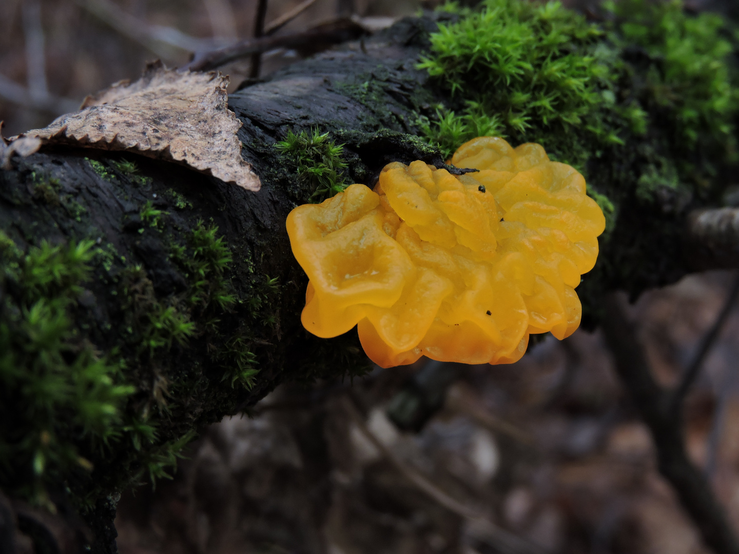 Goldgelber Zitterling (Tremella mesenterica)