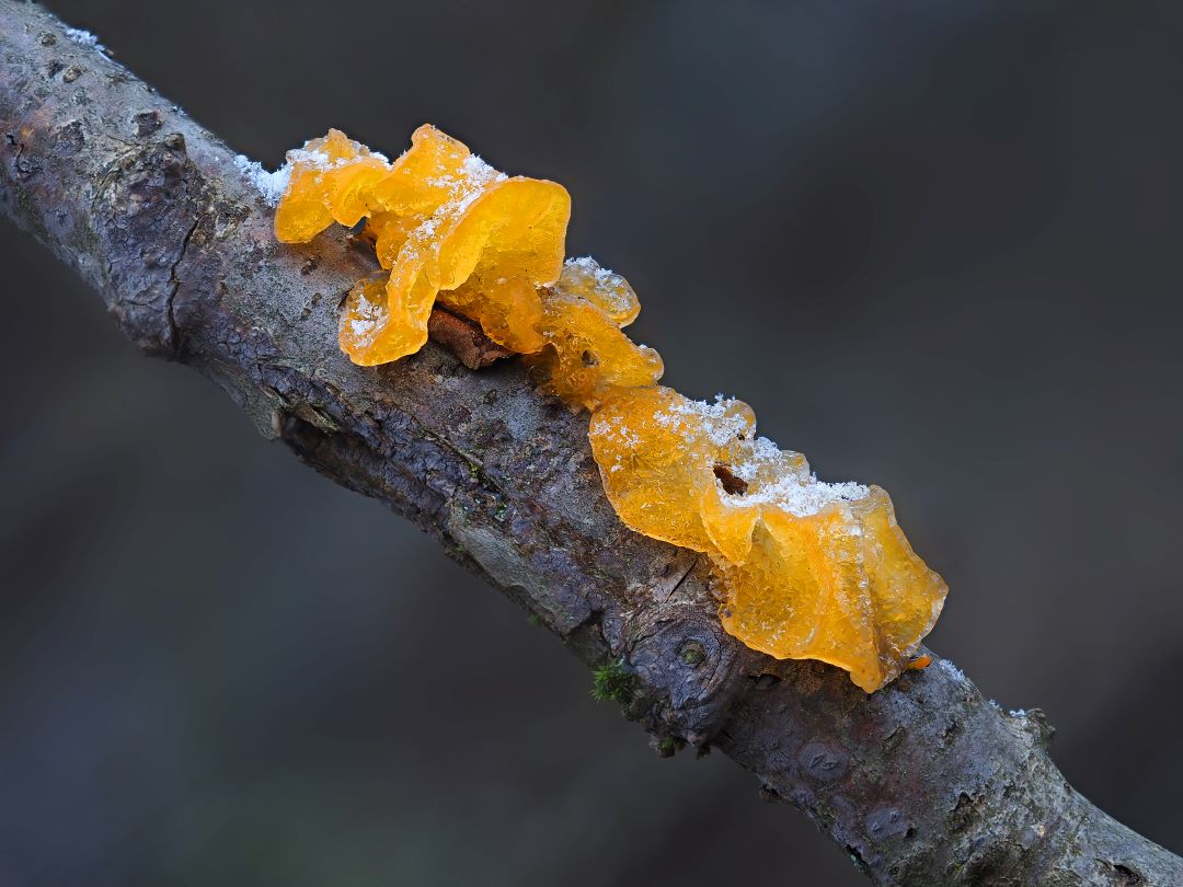 Goldgelber Zitterling (Tremella mesenterica)