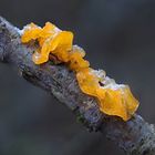 Goldgelber Zitterling (Tremella mesenterica)