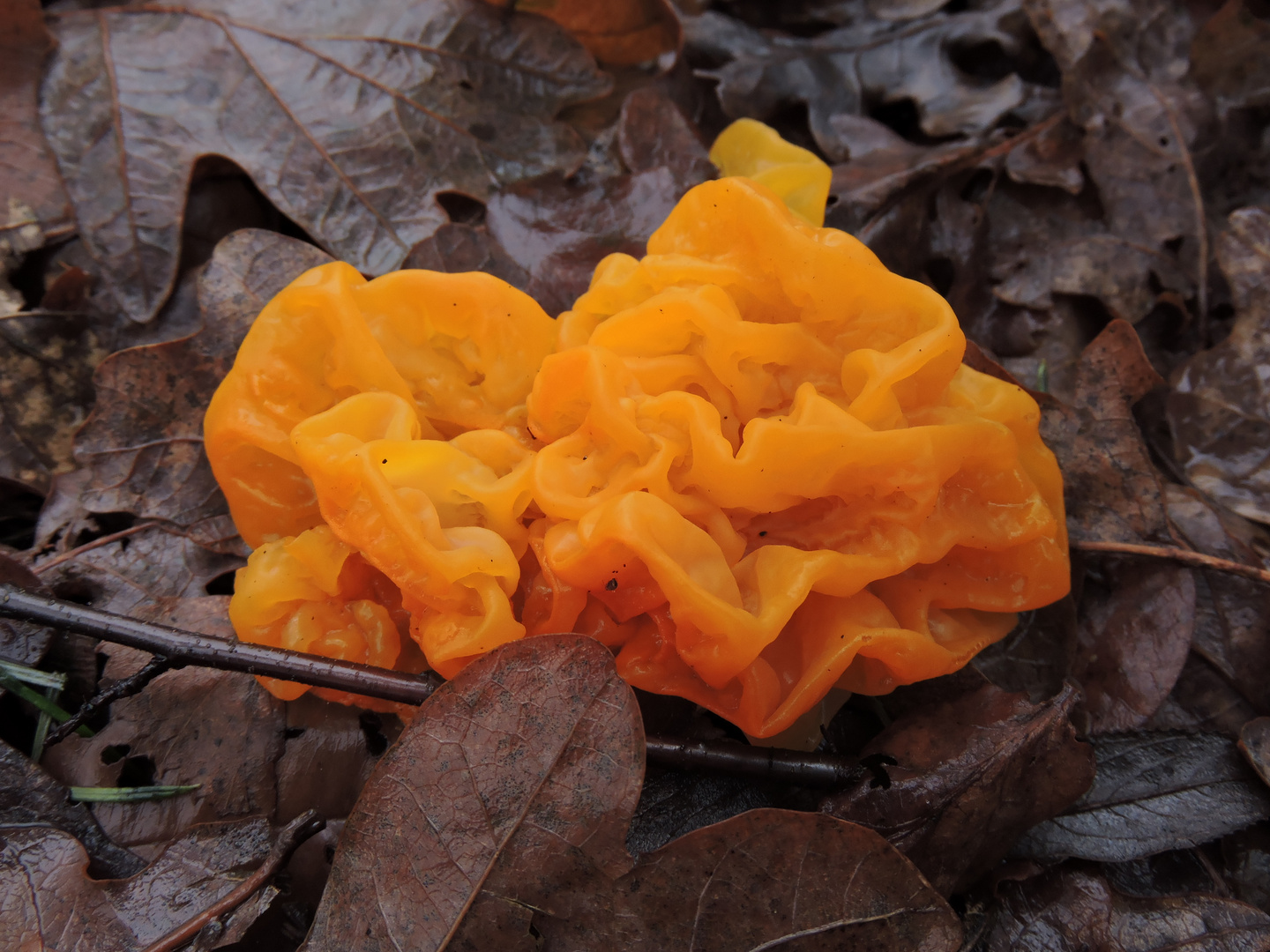 Goldgelber Zitterling (Tremella mesenterica)