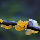 Goldgelber Zitterling, Tremella mesenterica