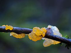 Goldgelber Zitterling, Tremella mesenterica