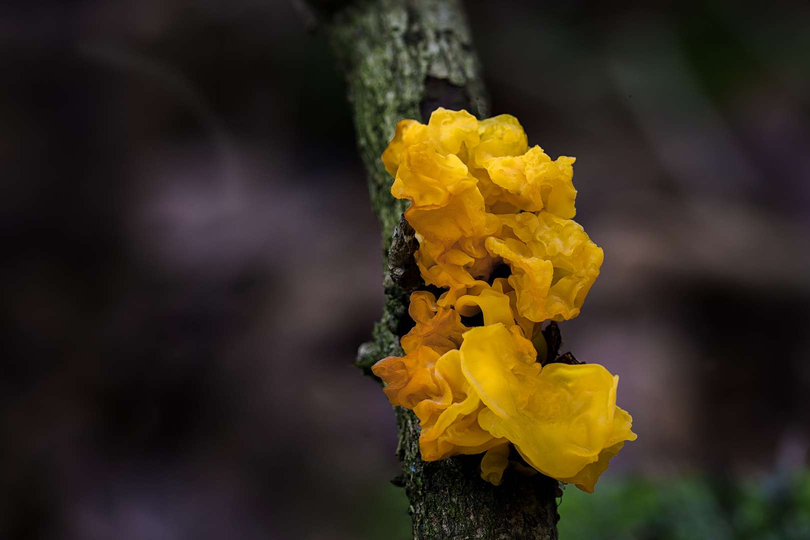 Goldgelber Zitterling (Tremella mesenterica)