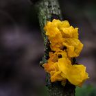 Goldgelber Zitterling (Tremella mesenterica)