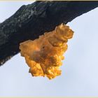 Goldgelber Zitterling - Tremella mesenterica