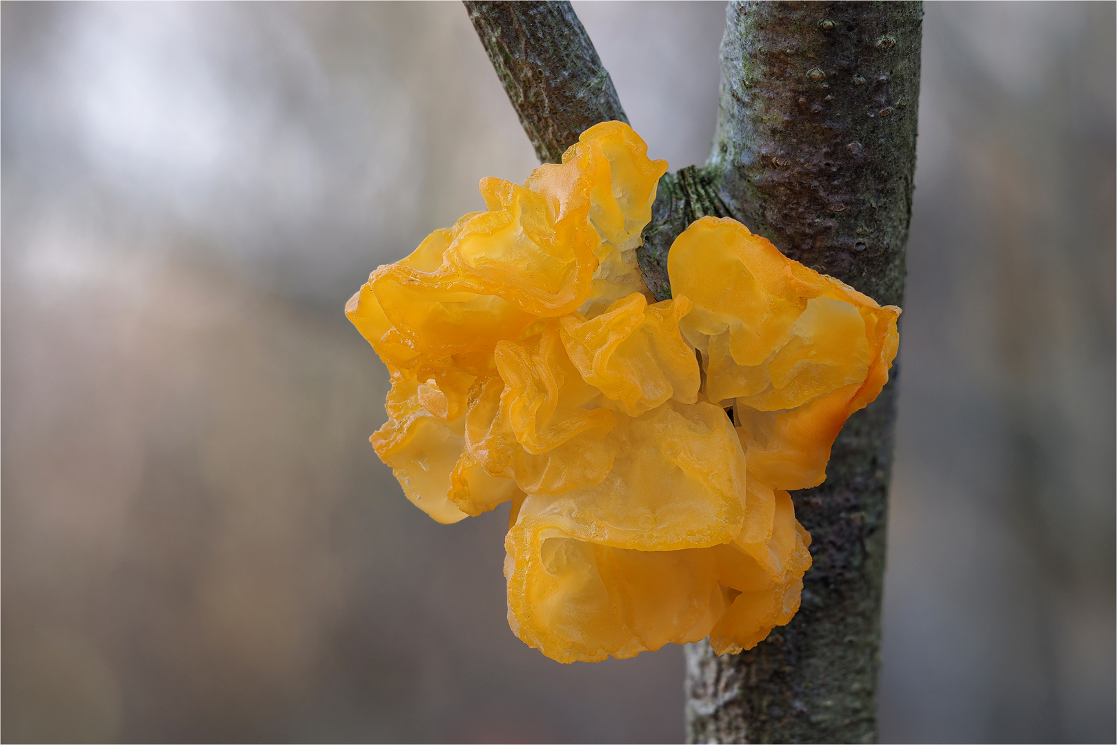 Goldgelber Zitterling (Tremella mesenterica)