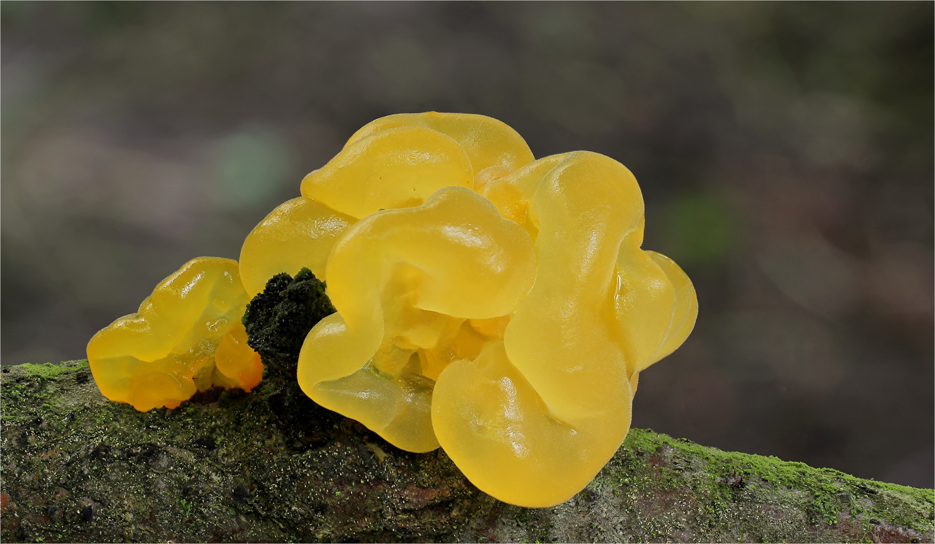 Goldgelber Zitterling (Tremella mesenterica)