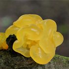 Goldgelber Zitterling (Tremella mesenterica)