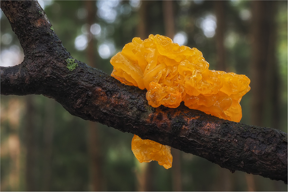 Goldgelber Zitterling (Tremella mesenterica)