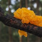 Goldgelber Zitterling (Tremella mesenterica)