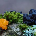  Goldgelber Zitterling (Tremella mesenterica), Warziger Drüsling (Exidia nigricans), ,