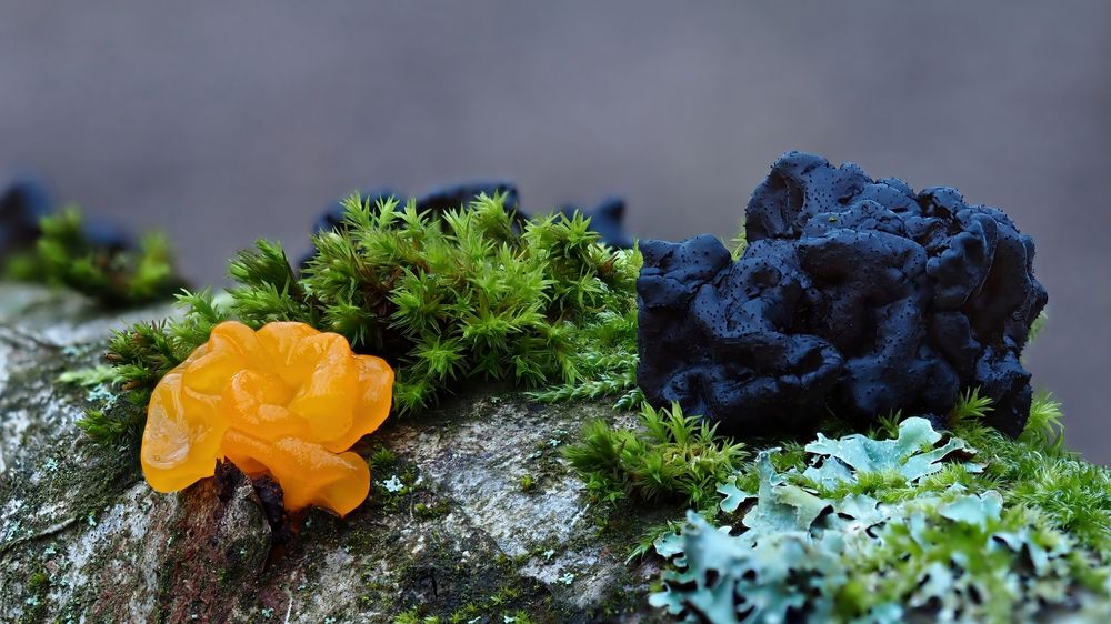  Goldgelber Zitterling (Tremella mesenterica), Warziger Drüsling (Exidia nigricans), ,