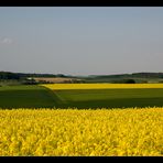 Goldgelbes Hohenloher Land