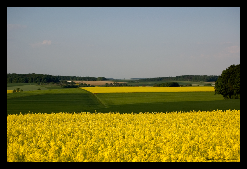 Goldgelbes Hohenloher Land