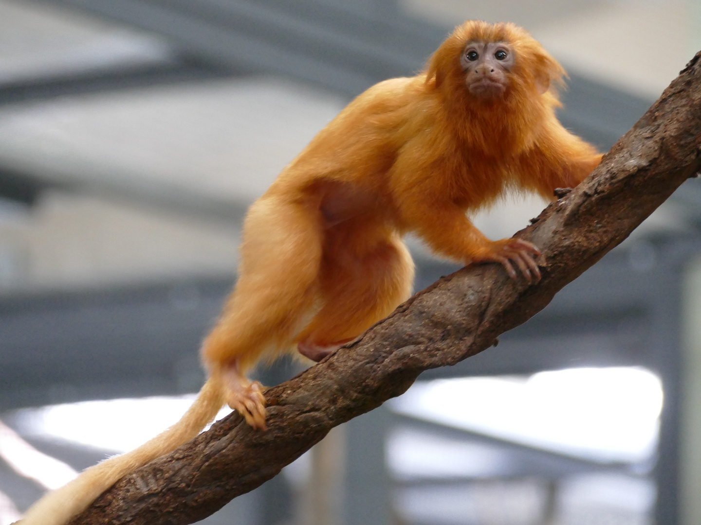 Goldgelbes Löwenäffchen im Kölner Zoo