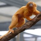 Goldgelbes Löwenäffchen im Kölner Zoo