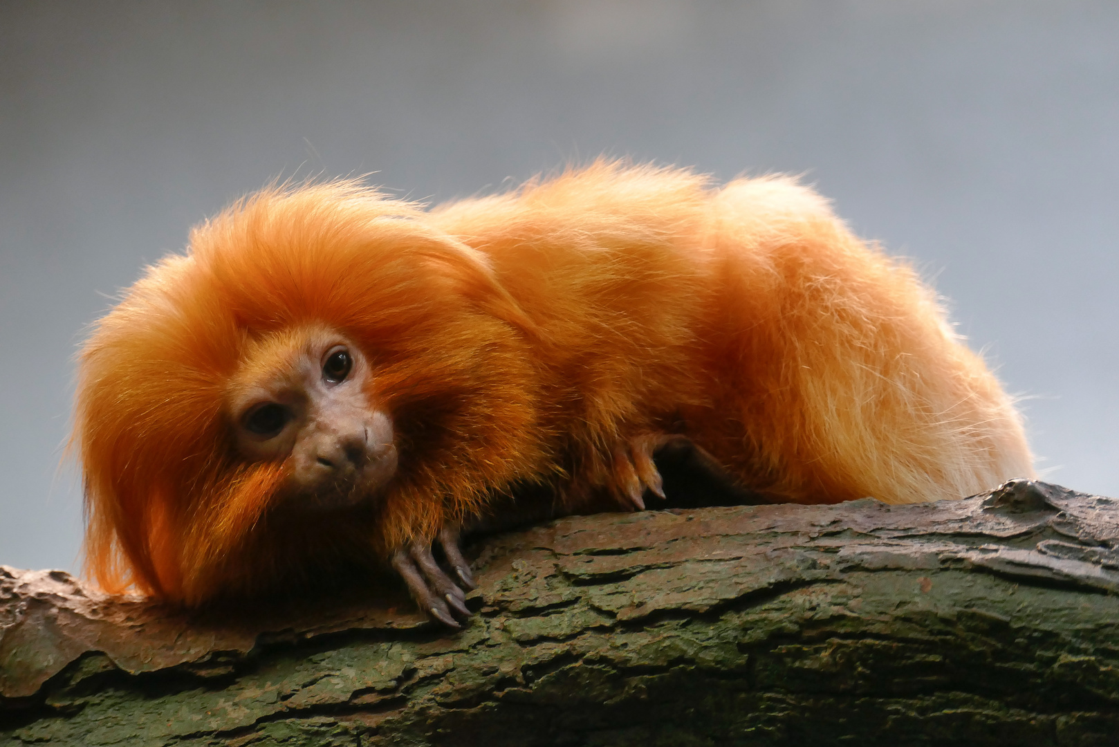 Goldgelbes Löwenäffchen (Leontopithecus rosalia)