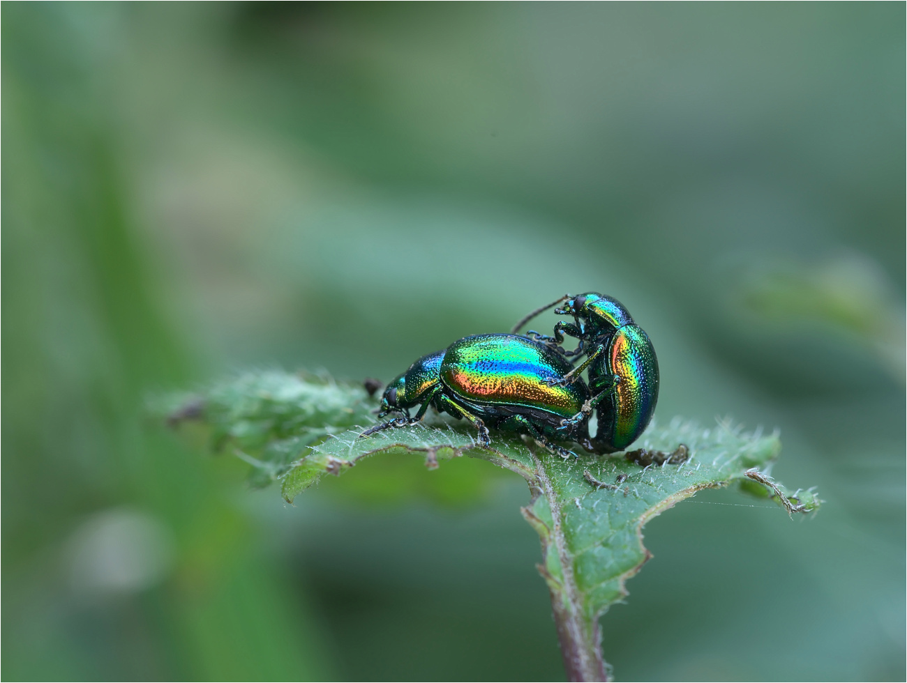 Goldglänzende Blattkäfer (Chrysolina fastuosa)