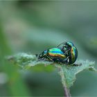 Goldglänzende Blattkäfer (Chrysolina fastuosa)