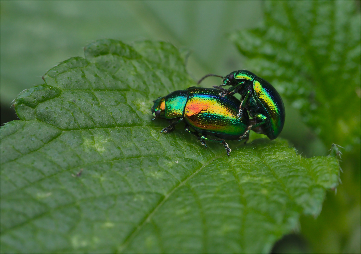 Goldglänzende Blattkäfer (Chrysolina fastuosa)