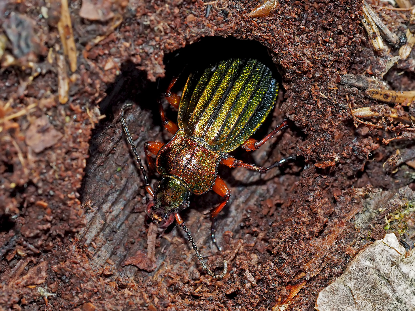 Goldglänzende Laufkäfer (Carabus auronitens) - Carabe à reflets dorés.