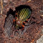 Goldglänzende Laufkäfer (Carabus auronitens) - Carabe à reflets dorés.