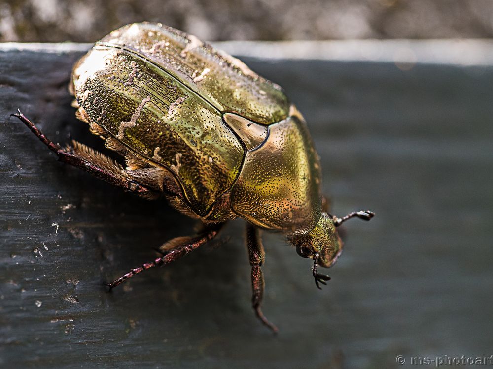 Goldglänzende Rosenkäfer Foto & Bild tiere, wildlife, insekten Bilder