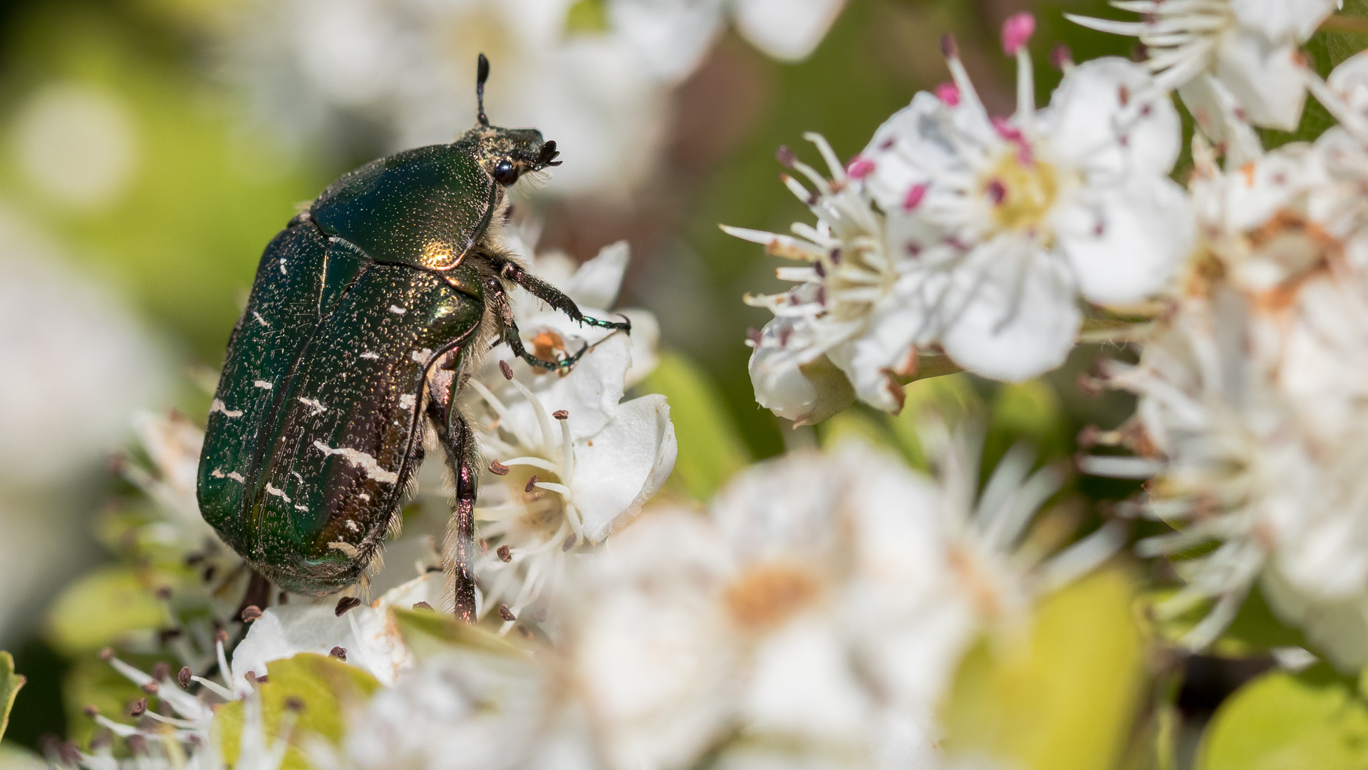 Goldglänzende Rosenkäfer (Cetonia aurata) 