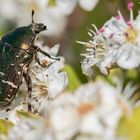 Goldglänzende Rosenkäfer (Cetonia aurata) 