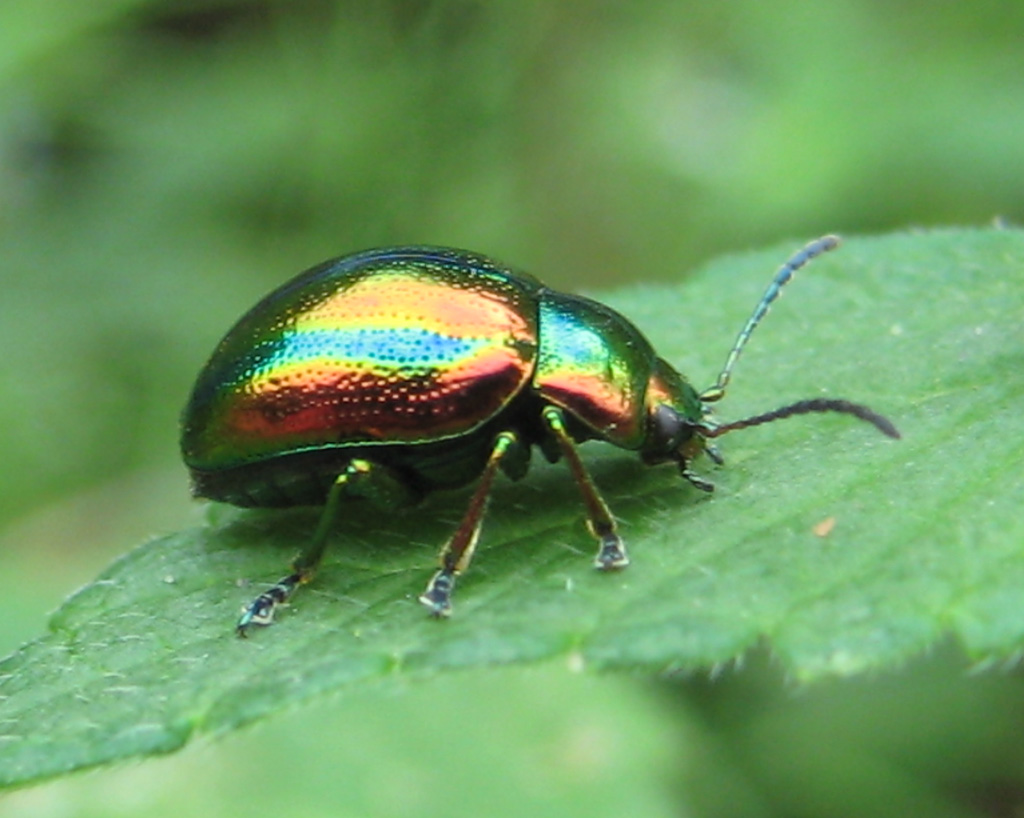 Goldglänzender Blattkäfer (Chrysolina fastuosa) Foto & Bild | tiere ...