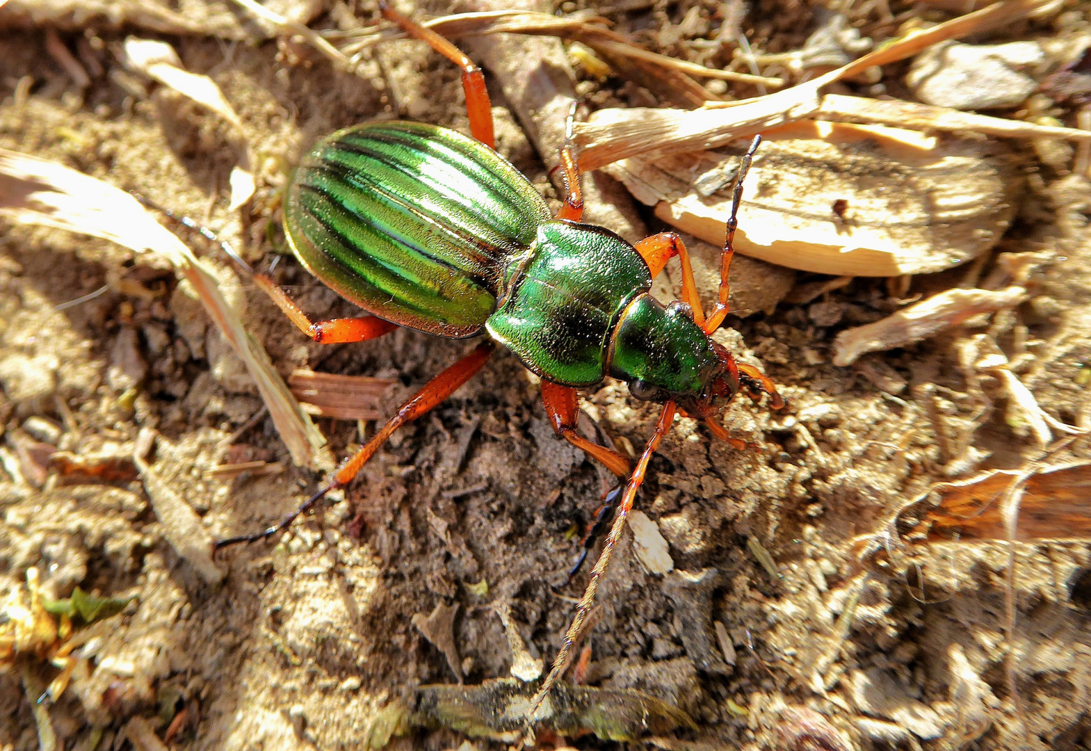 Goldglänzender Laufkäfer