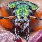 Goldglänzender Laufkäfer (Carabus auronitens)