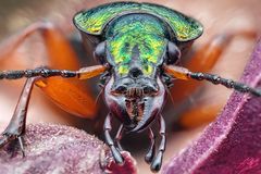 Goldglänzender Laufkäfer (Carabus auronitens)