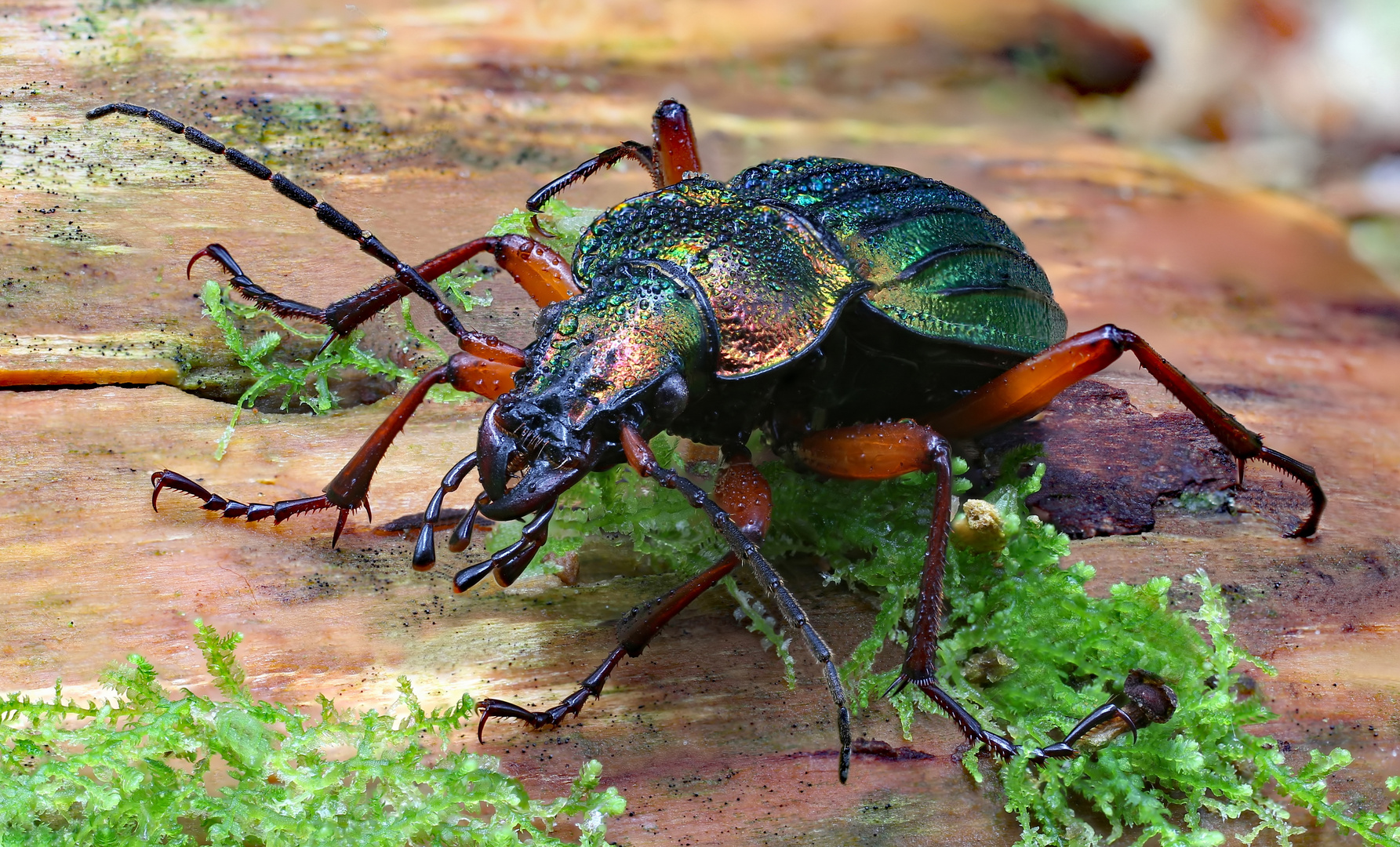 Goldglänzender Laufkäfer (Carabus auronitens)