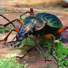 Goldglänzender Laufkäfer (Carabus auronitens)