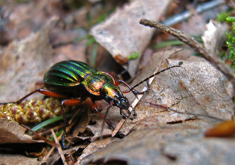 Goldglänzender Laufkäfer (Carabus auronitens)