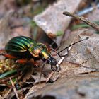 Goldglänzender Laufkäfer (Carabus auronitens)