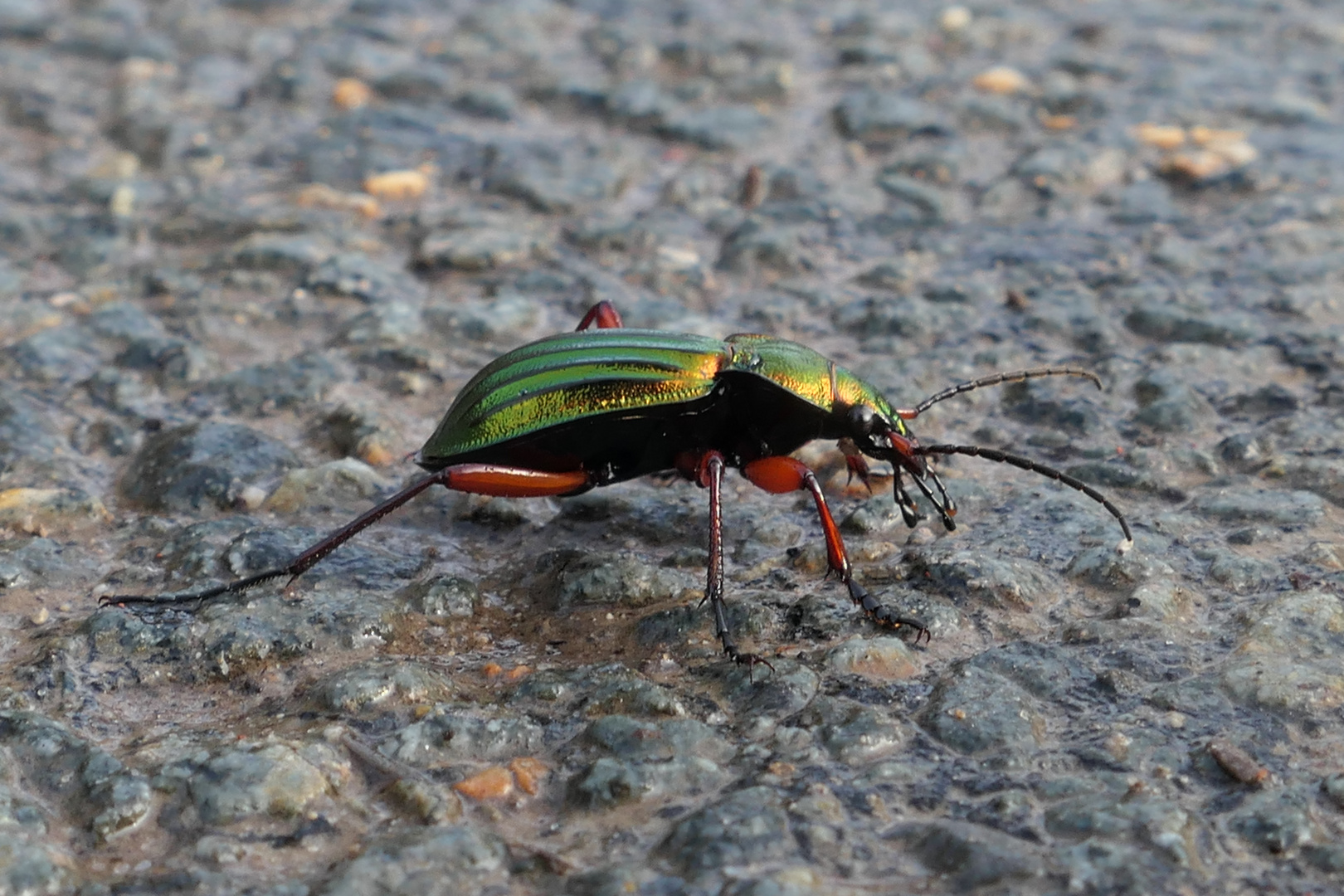 Goldglänzender Laufkäfer (Carabus auronitens) 