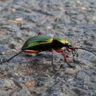 Goldglänzender Laufkäfer (Carabus auronitens) 