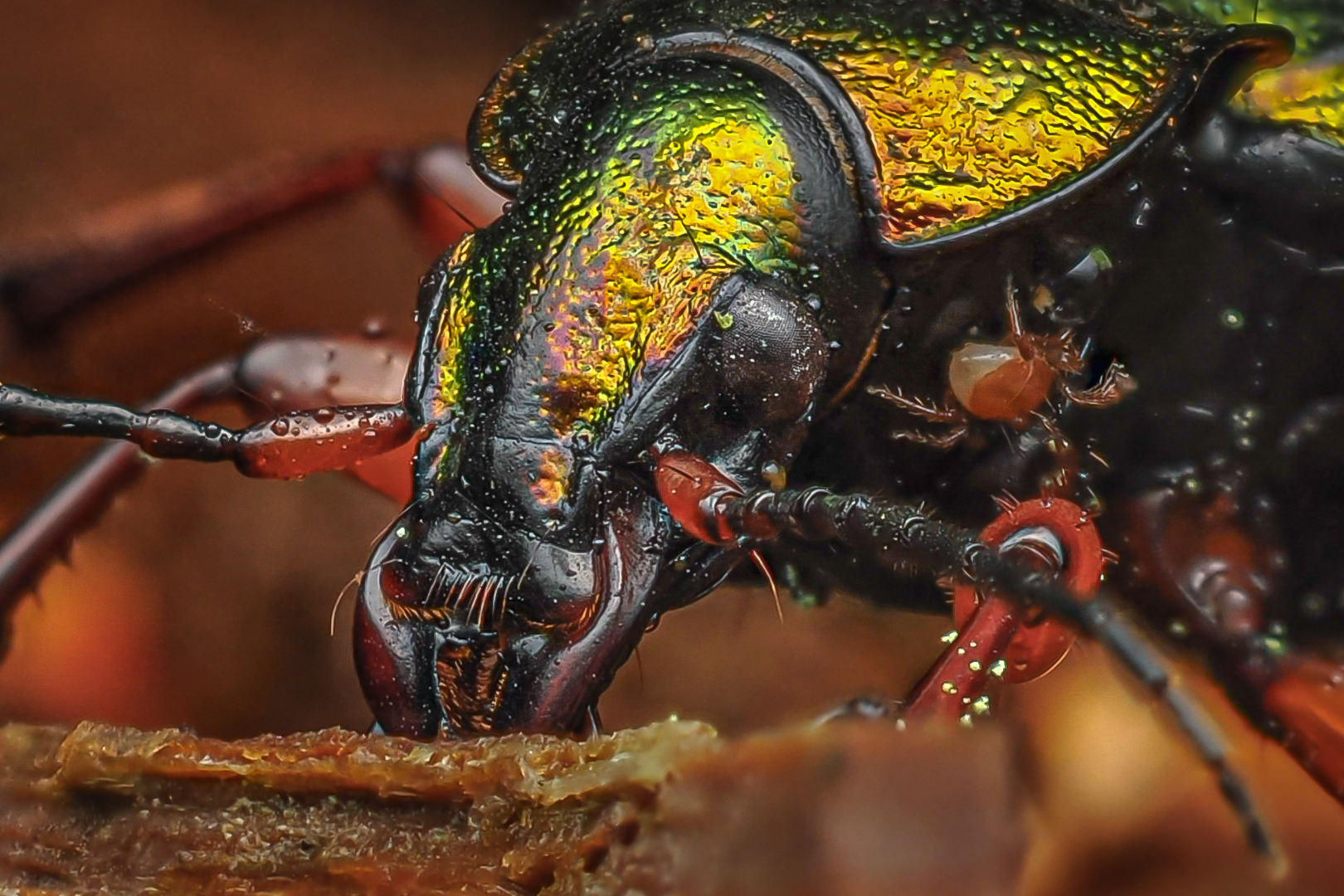 Goldglänzender Laufkäfer (Carabus auronitens) 