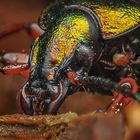 Goldglänzender Laufkäfer (Carabus auronitens) 